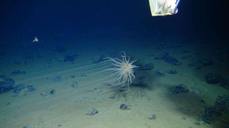 Managing mining of the deep seabed