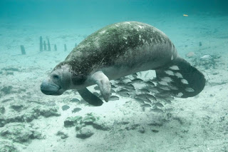 manatee, Florida