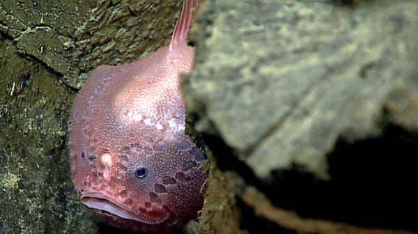 A deep-sea anglerfish within the pillow basalts in the Mariana Trench area. You can see its round lure between its two eyes. This fish is an ambush predator that waits for prey to be attracted by the lure before rapidly capturing them in one gulp with its large mouth.