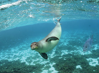 monk seal underwater