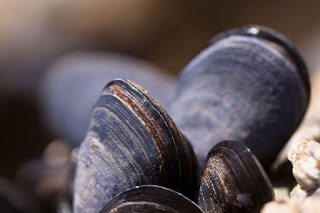 mussels, microplastics, microplastics in mussels, plastic in mussels