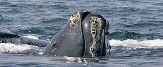 North Atlantic right whale, extinction