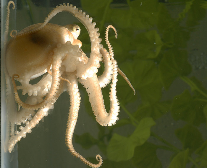 A juvenile California two-spot octopus (Octopus bimaculoides).