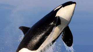 Orca, killer whale, Canada, Oceans Protection Plan