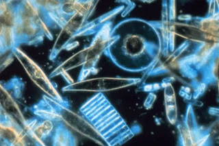 phytoplankton