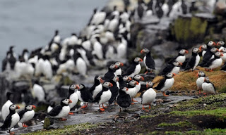 puffins, Atlantic puffins