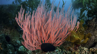 Red Gorgonian Whip Coral, Deep Sea Trawling
