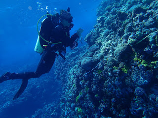 scuba diver, reef life survey