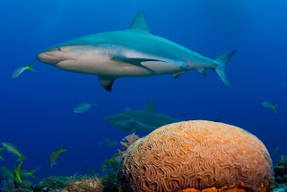 reef shark, coral reef, shark