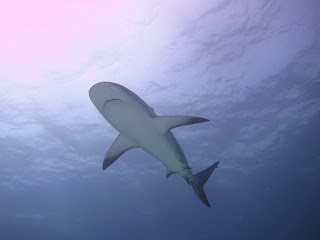 Reef Shark