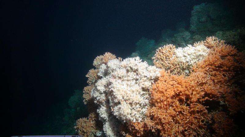 Robot subs inform protection of English deep-sea corals