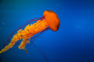 sea nettle jellyfish, sea nettle, jellyfish