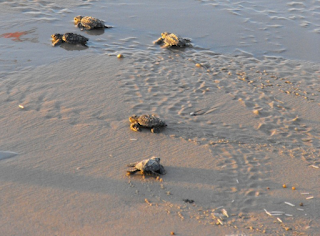 sea turtle hatchlings headed to the ocean