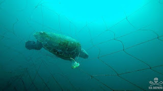 sea turtle caught in net, Australia, Sea Shepard