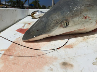 dead shark fished