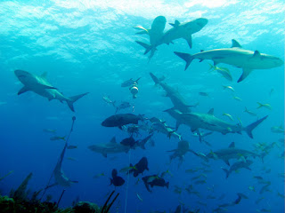 Shark and fish schools