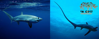 silky shark, thresher shark, CITES, CITES Appendix II