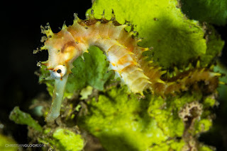 thorny seahorse, seahorse
