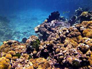 coral reef