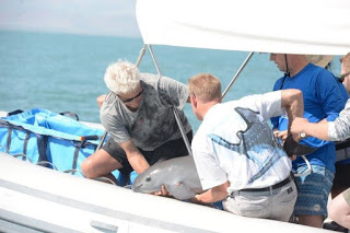 vaquita, vaquita porpoise, calf, vaquita porpoise calf, vaquita calf