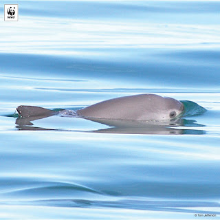 vaquita porpoise, vaquita, vaquita marina