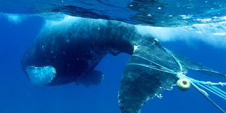 whale entangled in fishing gear, fishing gear, whale entanglement