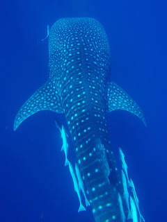 whale shark, ningaloo reef, Australia