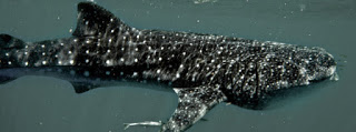 whale shark