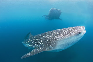 whale sharks