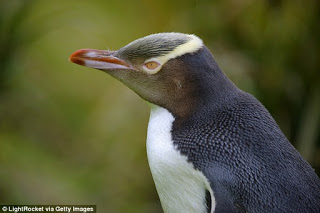 yellow-eyed penguin, penguins