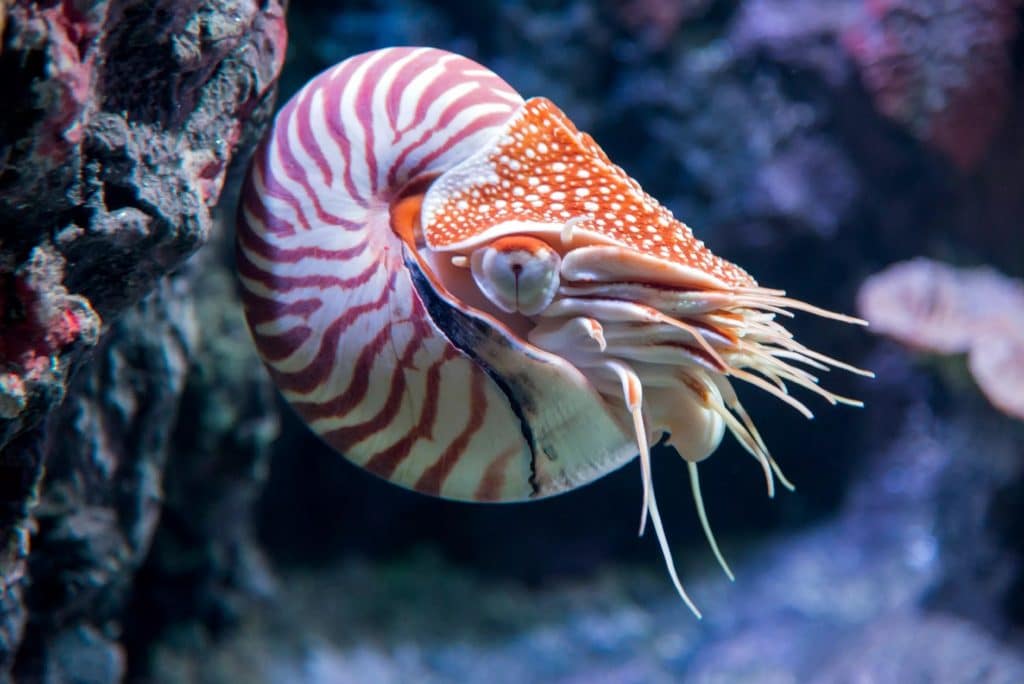 chambered nautilus