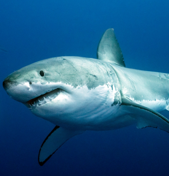 Sharks Officially Declared as Protected Wildlife in Costa Rica