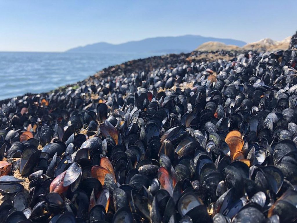 mussels in B.C.