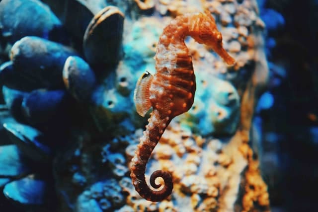 July 16th, 2021: Seahorses at Risk for Global Extinction: Cambridge Reports, Scientists Create Genetic Library for Mega-Fauna in Pacific Ocean, EU Lawmakers Demand Brussels Break Protection Deadlock Over Southern Ocean Status, and more