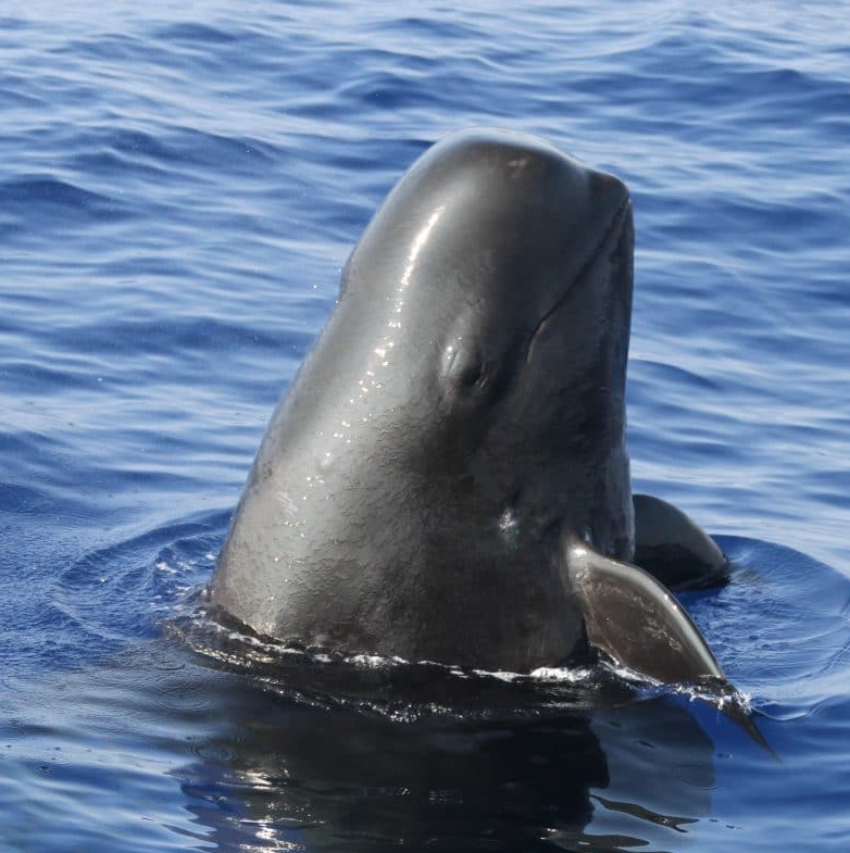 Pilot Whales