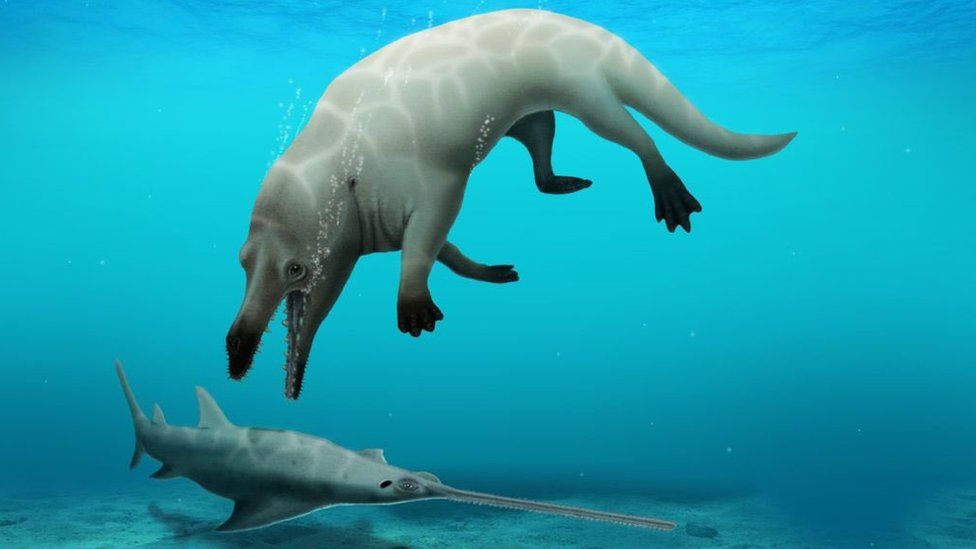 Ancestor of Modern Whales Found in Egypt’s Western Desert and More...