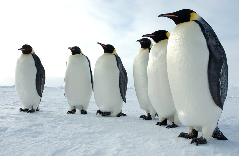 Emperor Penguin