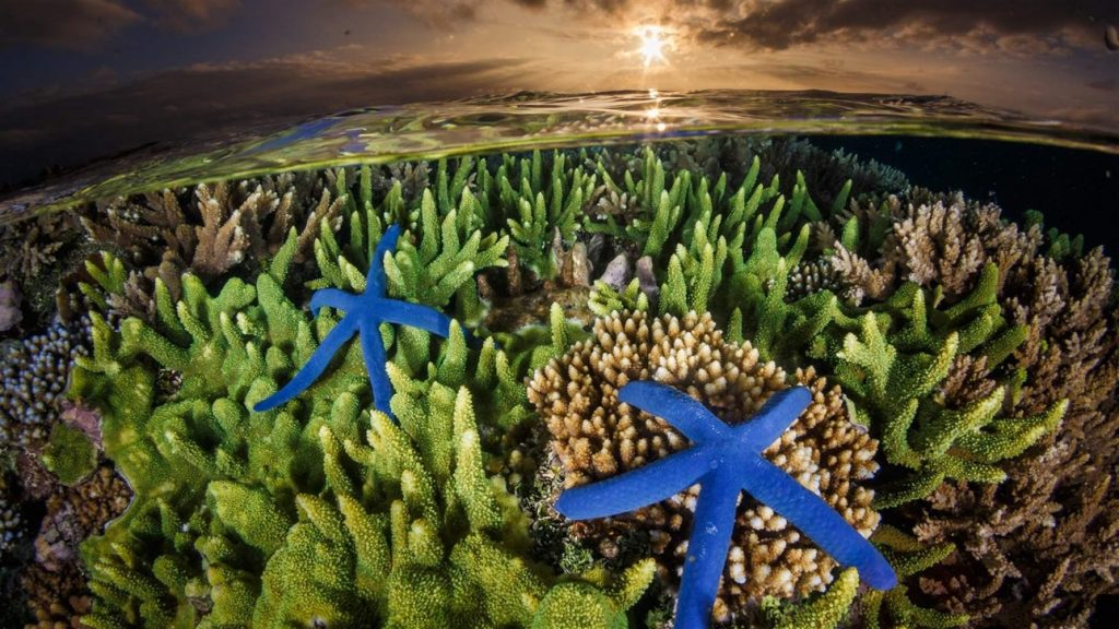 Greenpeace Calls on Taiwan to Draft Ocean Protecting Legislation, Ocean Photography Competition Highlights Wonders and Issues, 3D Printing Could Help Save Hong Kong’s Coral, and More...