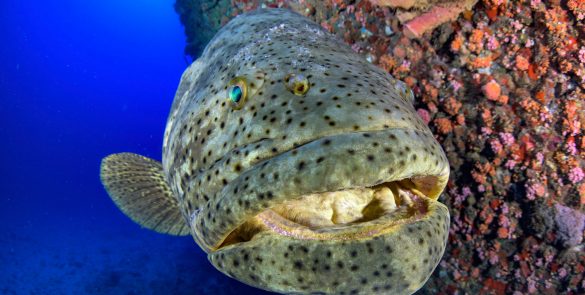 Florida Goliath Grouper Faces Uncertain Future