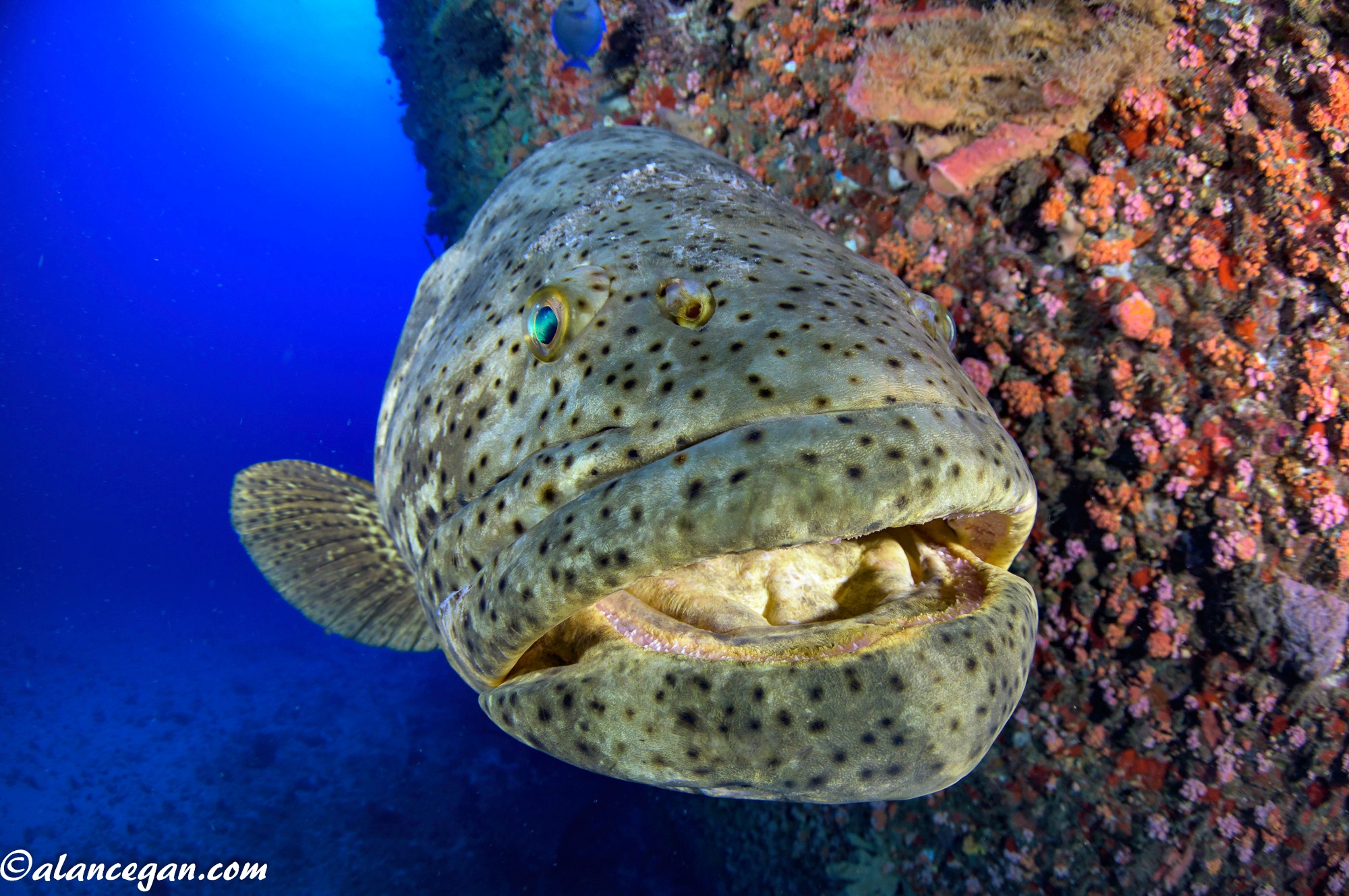 Florida Goliath Grouper FWC votes to remove protection