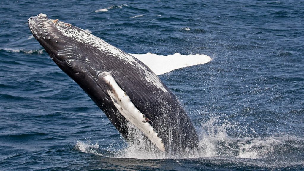 October 29, 2021:  Western Washington Humpbacks See Record-Breaking Baby Boom,  Endangered Right Whale Population Sinks Close to 20-Year Low, Chinese and Norwegian Ocean-Research Universities Form Alliance and more...