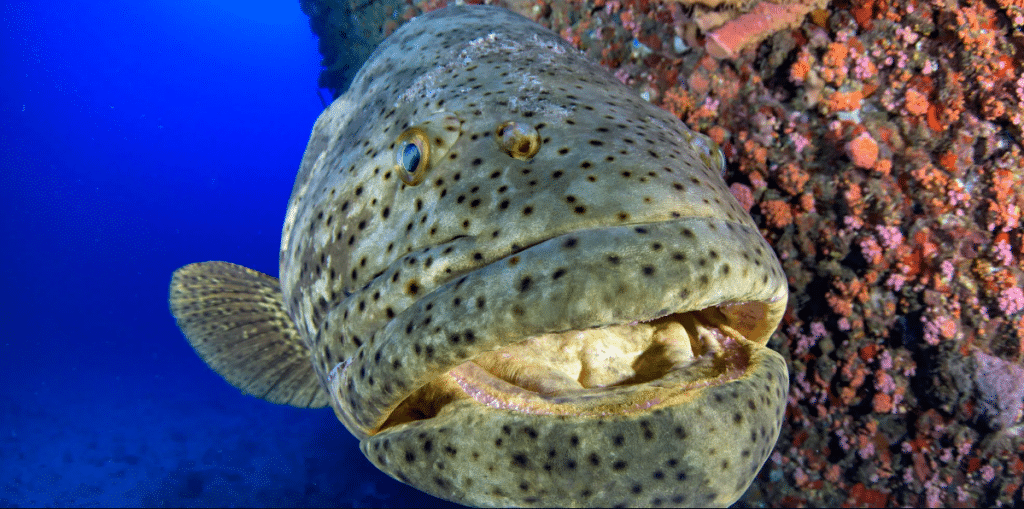 Florida Goliath Grouper Loses Protection