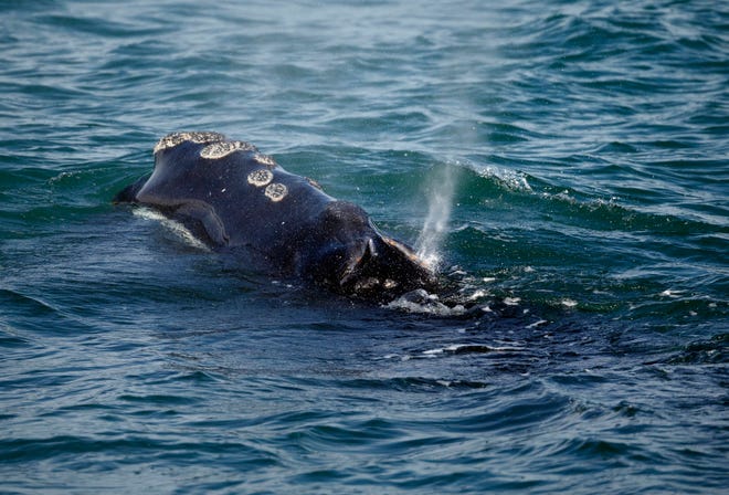 Nine Endangered North Atlantic Right Whale Calves Spotted in First Month of Season