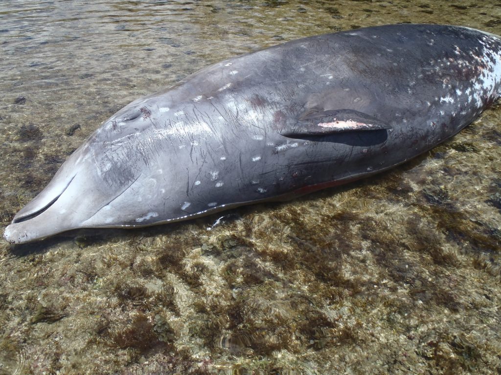 Beaked whale