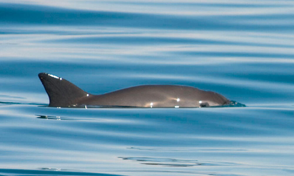 Vaquita