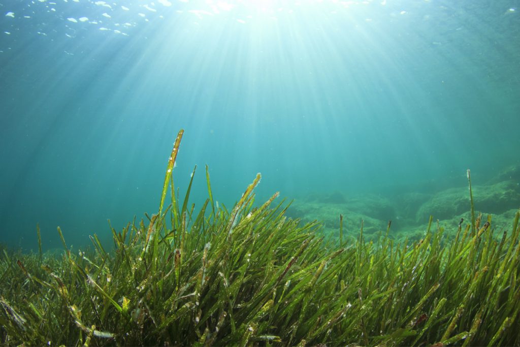 Seagrass