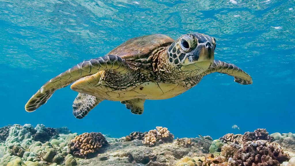 Sea turtle