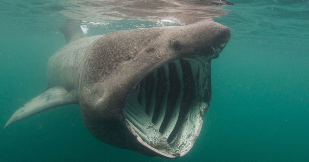 Basking shark