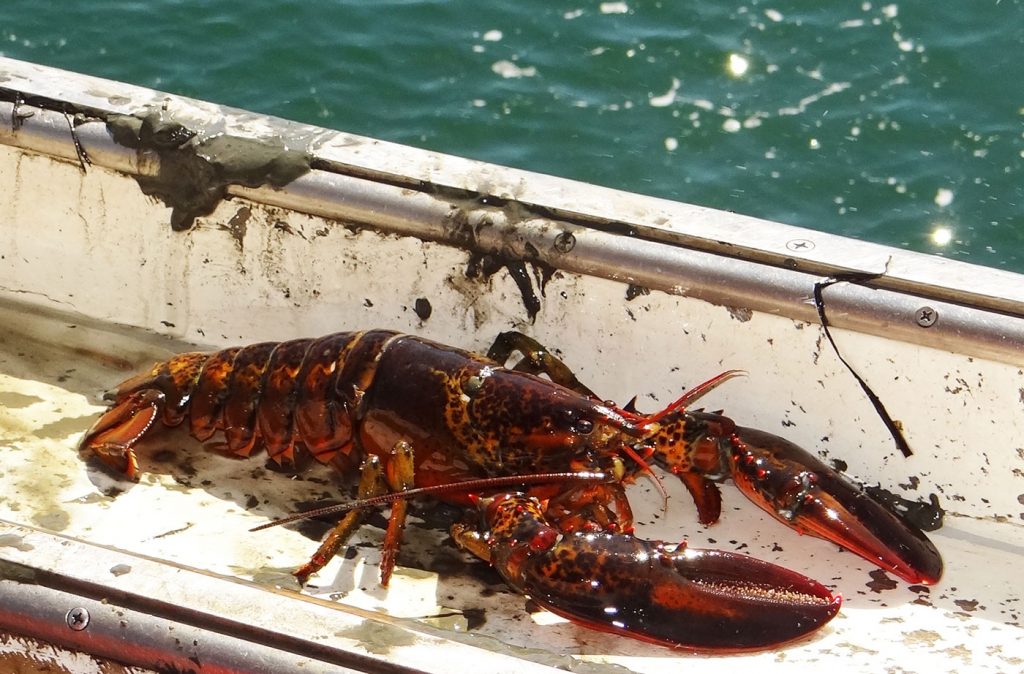 Maine lobster