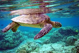 Sea turtle